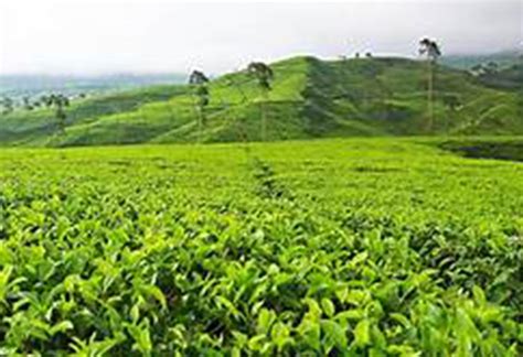 Tea Plantations Tuk Tuk Tour with Lanka Safe Tours