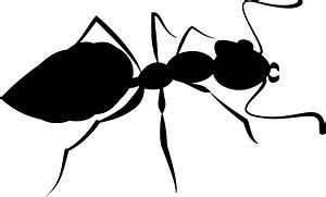 Ant silhouette - Free Vector Silhouettes | Creazilla