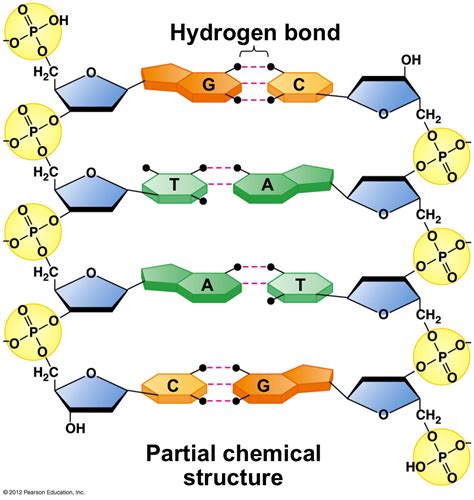 Parts Of Dna Hydrogen Bond | www.galleryhip.com - The Hippest Pics