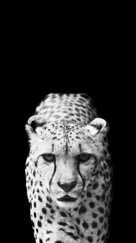 Cool Cheetah Wallpaper iPhone 6 wallpaper | B/W | Pinterest | Animal ...