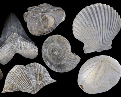 Shell Fossils Identification