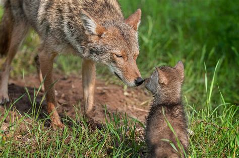 Desert Coyote Pups