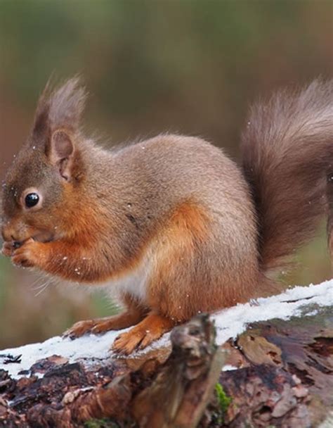 Red squirrel facts (With images) | Red squirrel facts, Red squirrel ...