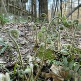 Ferne Clyffe Waterfall Trail - Illinois | AllTrails