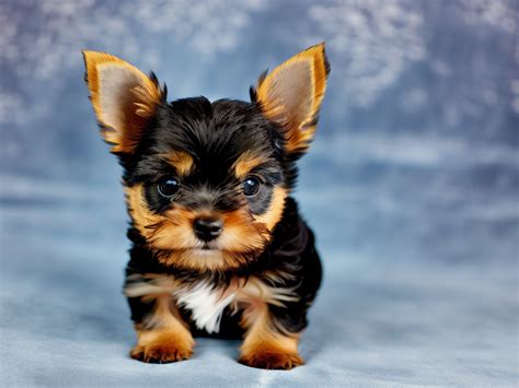 Teacup Yorkshire Terrier: The Ultimate Guide - Talk to Dogs