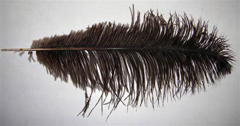 File:Ostrich feather.jpg - Wikimedia Commons