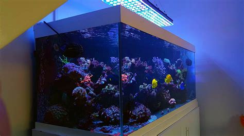 UK Clients Reviewing Atlantik V4 Reef Aquarium LED Lighting •Reef Aquarium LED Lighting•Orphek