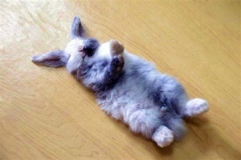 Just 29 Baby Bunnies Sleeping Like Absolute Weirdos | Cuteness