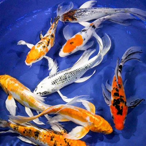 Standard Butterfly Koi 8-10" | Blue Ridge Koi & Goldfish