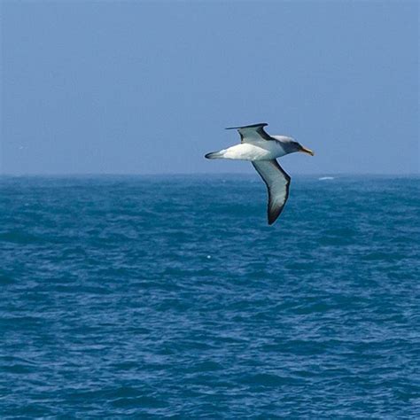 New Zealand is blessed with an abundance of amazing birdlife! Check out ...