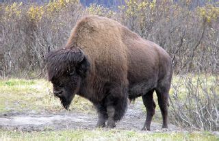 Facts About Bison | Live Science