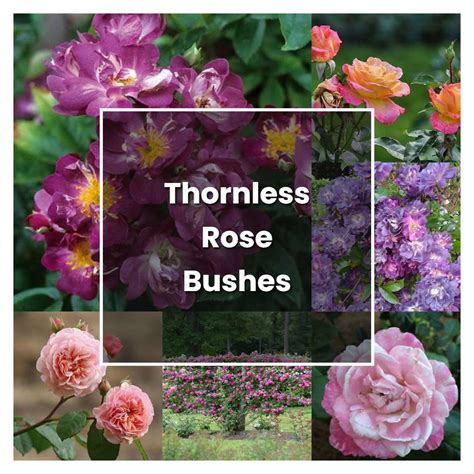 How to Grow Thornless Rose Bushes - Plant Care & Tips | NorwichGardener