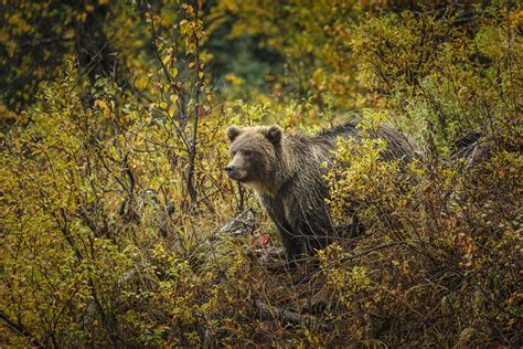 Alaska Wildlife Photography - Jeff Schultz