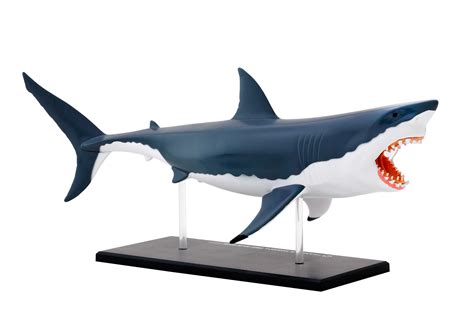 Great White Shark Anatomy Model - Science And Nature