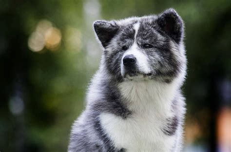 Buying American Akita Dog Breeds: How to Find Breeders - LA Progressive