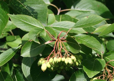 Viburnum prunifolium (Blackhaw, Black Haw, Blackhaw Viburnum, Nannyberry, Plum Leaf Viburnum ...