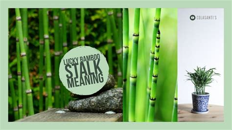 Lucky Bamboo | What Does the Number of Stalks Mean? - YouTube in 2020 ...