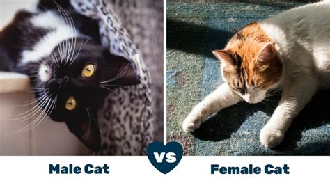 Male Cats vs Female Cats: Pros And Cons - Love Your Cat