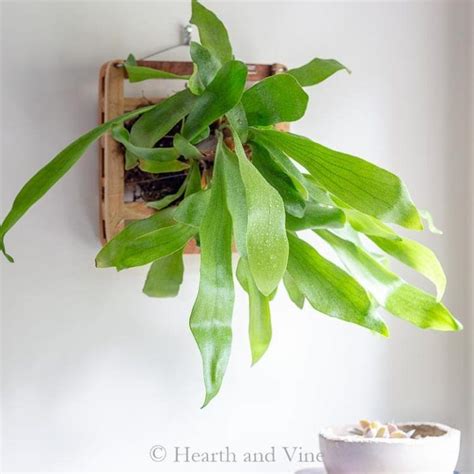 Staghorn Fern Mounting - Creating Beautiful Living Wall Art | Staghorn fern, Living wall art ...