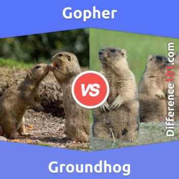 Gopher vs. Groundhog: 6 Key Differences, Pros & Cons, Similarities | Difference 101