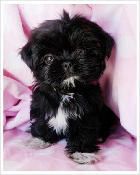 black teacup shih tzu puppies | Zoe Fans Blog | Teacup shih tzu, Cute puppies, Shih tzu