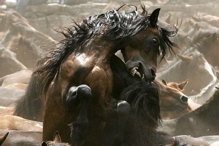 fighting wild horses - Horses & Animals Background Wallpapers on ...