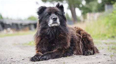 Russian Bear Dog - A Complete Guide To The Caucasian Shepherd