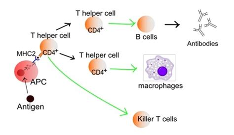 ESA - Activation of T-cells in the immune system