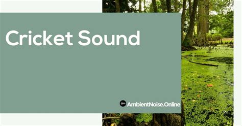 Cricket Sound Online Web Player - AmbientNoise.Online