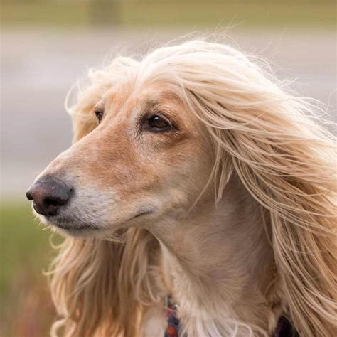 Afghan Hound: Breed of the Week - Urban Dog