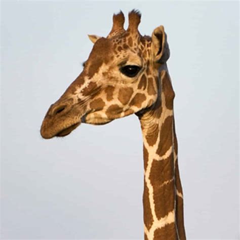 Giraffe Species - Giraffe Conservation Foundation