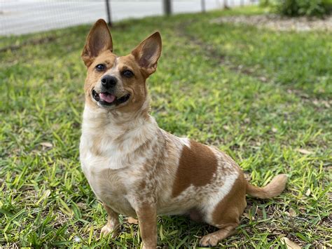 Clover, my corgi with her Red Heeler suit on : r/Incorgnito