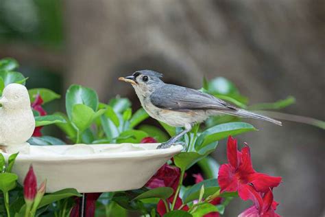 Houston wakes up to the bird sounds of tufted titmice