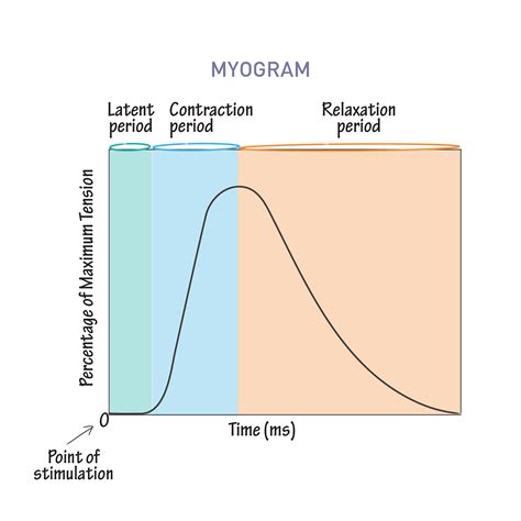 Physiology Glossary: Myogram | Draw It to Know It