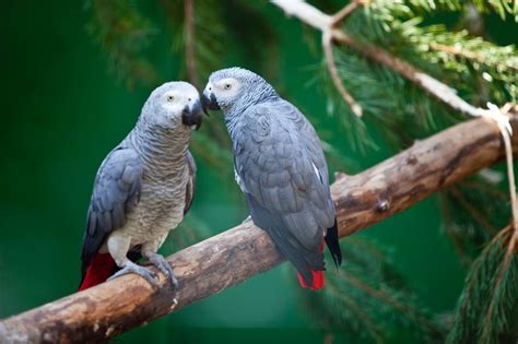 All You Need to Know About Taking Care of African Grey Parrots