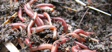 Worm Composting: How to Make a Wormery