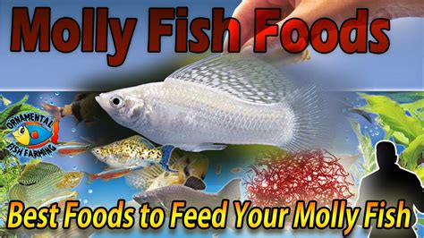 Best Foods to Feed Your Molly Fish - Molly Fish Foods - YouTube