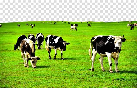 Grazing Cow Clipart No Legs