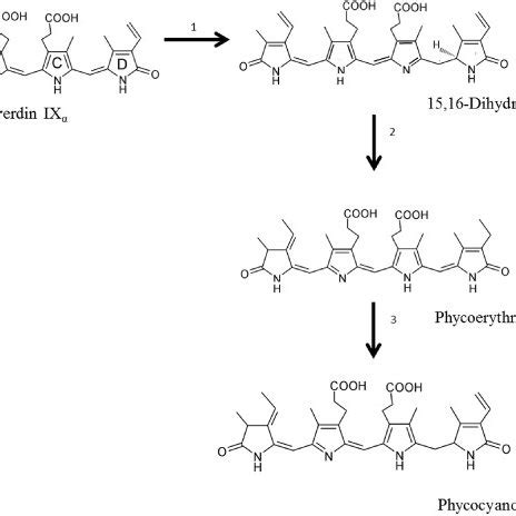 Biosynthesis pathway for phycobilins formation from Biliverdin (Brown ...