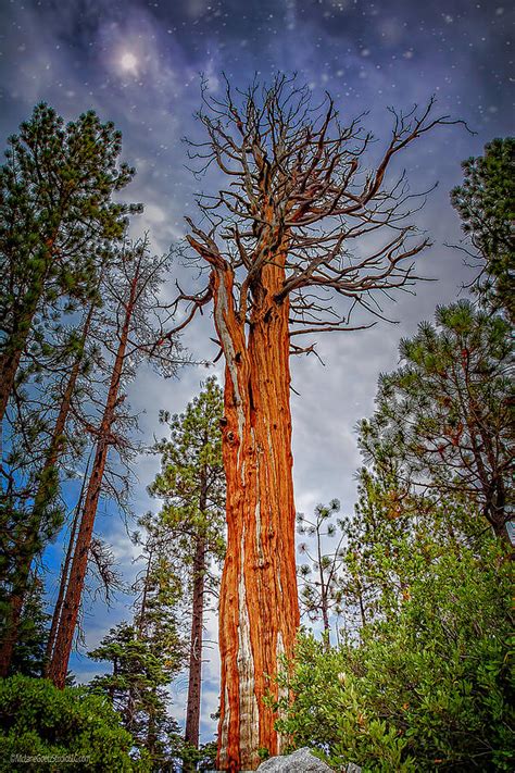 Lake Tahoe Trees on 89 Photograph by LeeAnn McLaneGoetz ...