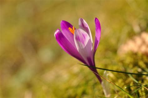 Premium Photo | Purple crocus flower