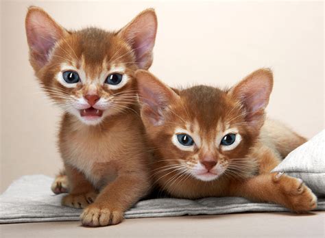 Abyssinian Cat Info, Personality, Colors, Pictures, Video