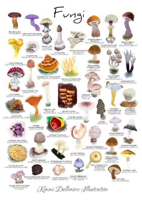 Fungi Illustration Art Print, Fungi Wall Chart, Mushroom Art Print, Nature Illustration Print ...