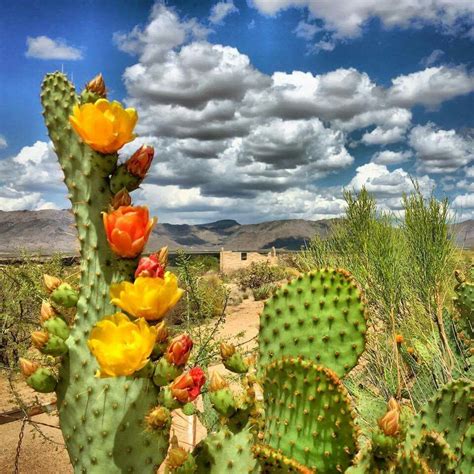Pin by guy DEFONDE JR on az | Arizona plants, Desert flowers, Cactus
