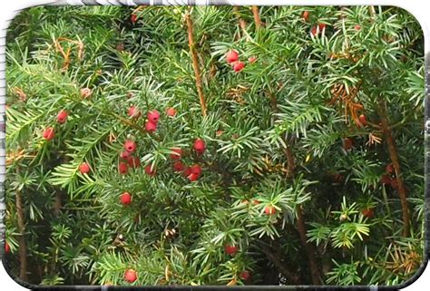 Evergreen Tree with Red Berries | I saw this evergreen that … | Flickr