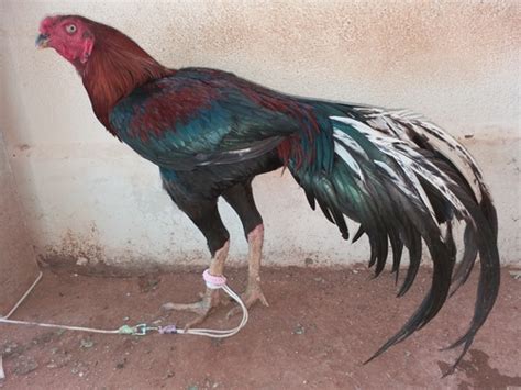 Rooster Aseel Fighter Chicken at Best Price in Karur | Olai Dairy Dealer