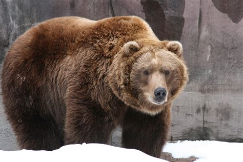 10 Facts About Grizzly Bears - Some Interesting Facts