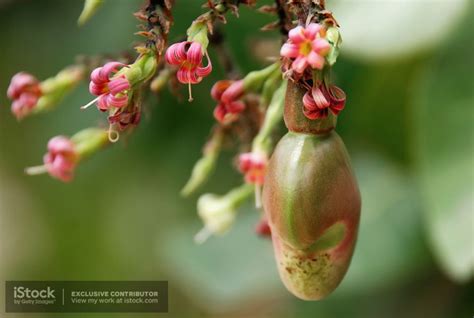 Caju flowers and a cashew “nut” in a very early stage. Shallow depth ...