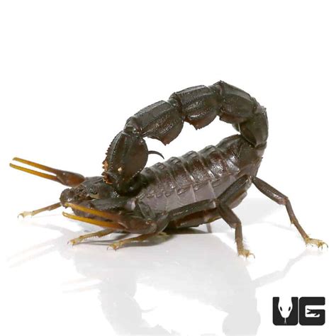 Black Fat Tail Scorpion (Androctonus bicolor) For Sale - Underground ...