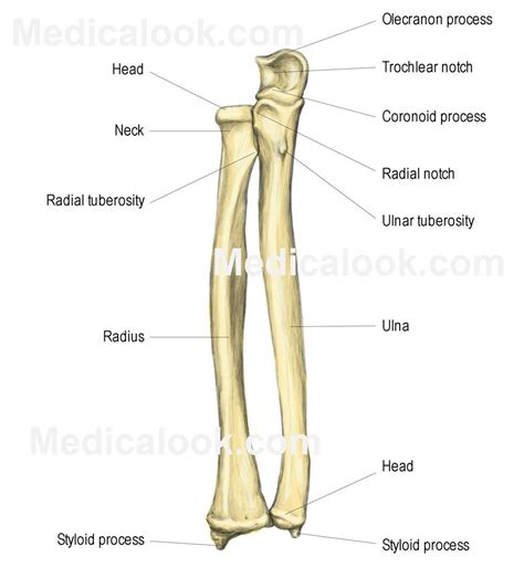 Ulna and Radius | Anatomy bones, Medical anatomy, Human anatomy